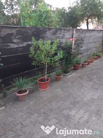 Vand dafin în ghiveci