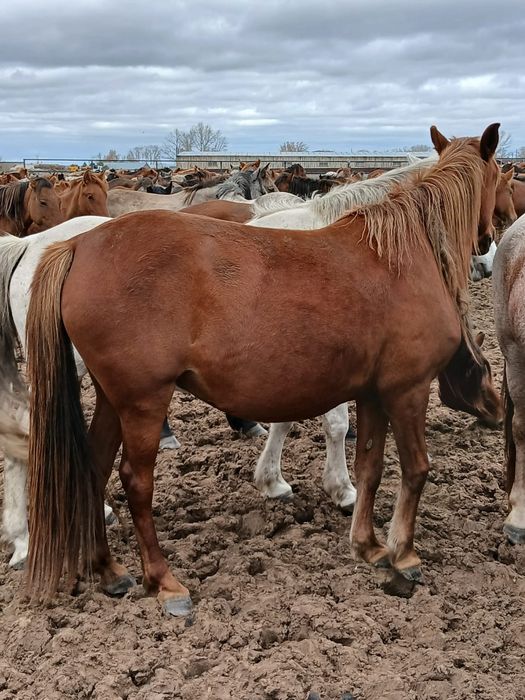 Продаются лошади/Жылқы сатылады