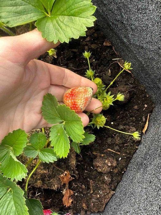 Приемам поръчка за разсад ягоди