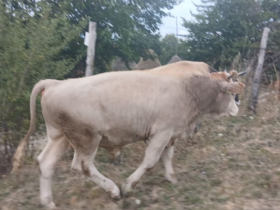 Taur de 10 luni.