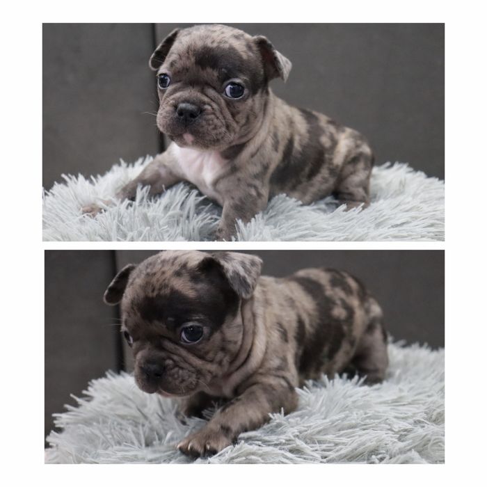 Френски булдог/малки кученца