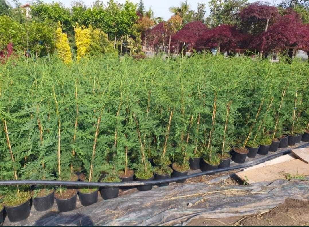 leylandii oferta de sezon