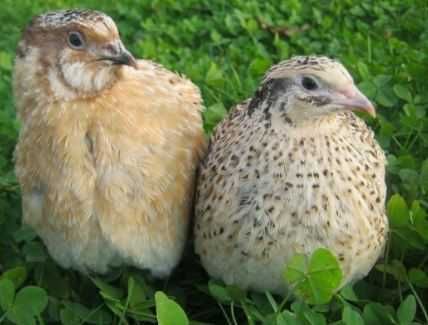 Oua prepelite incubat!