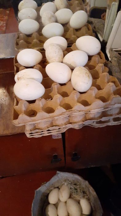 Каздын жумырткасы сатылады.