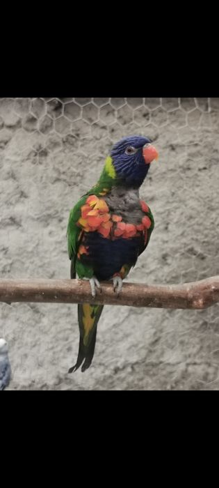 Lori schimb cu o pereche Micul Alexander