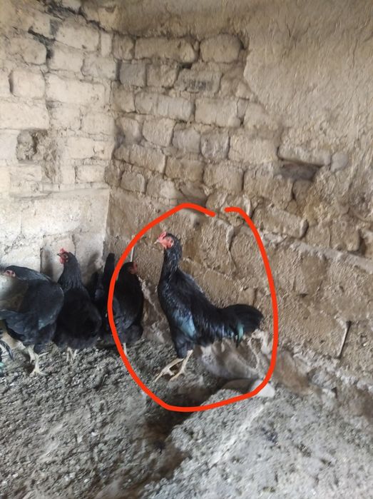 Dakan xoroz soriladi