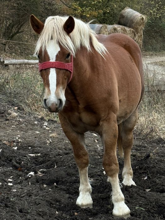 Vand manz de un an jumatate