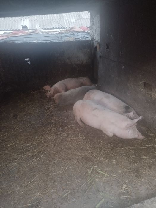 Продавам домашни прасета