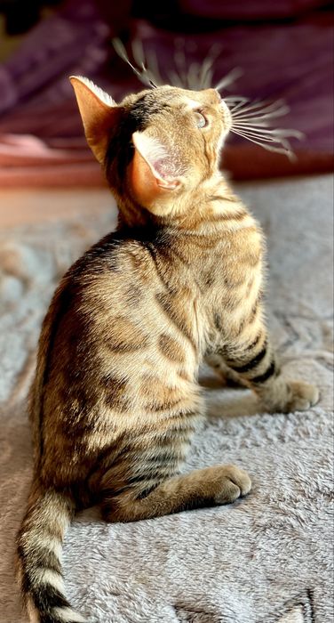 Бенгалски котенца с родословие !