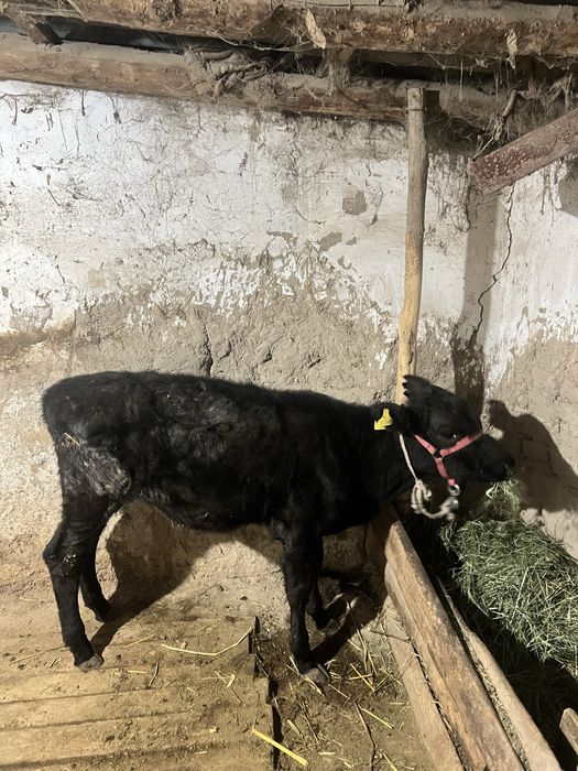 Тана сиыр бука бузау