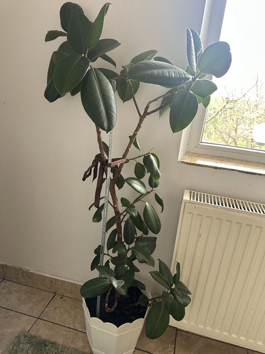 Vand ficus 1,8 m