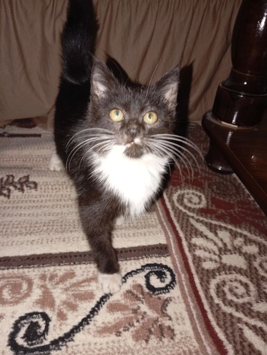 BEPUL mushukcha Hadya qilaman