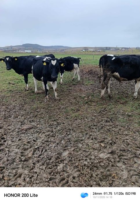 vitei holstain opt luni