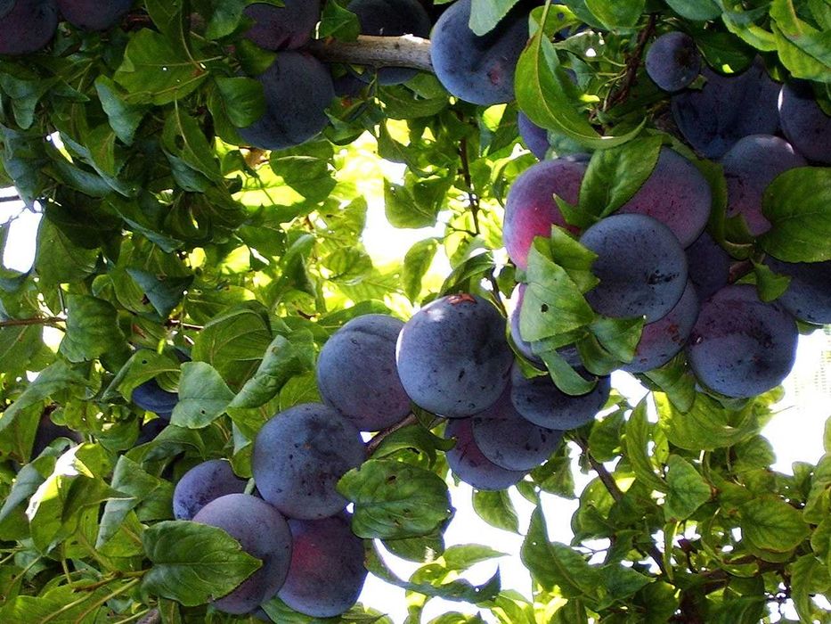 Слива  Черен Сплендор - BLACK SPLENDOR