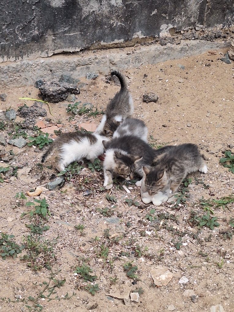 Отдаем котят. Красивые