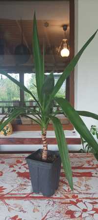 Стайна палма Юка, З отамиокулкас-дървото на желанията