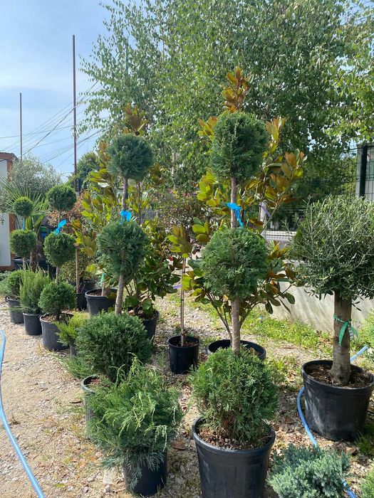 Plante ornamentale superbe pentru un spațiu verde plin de viață