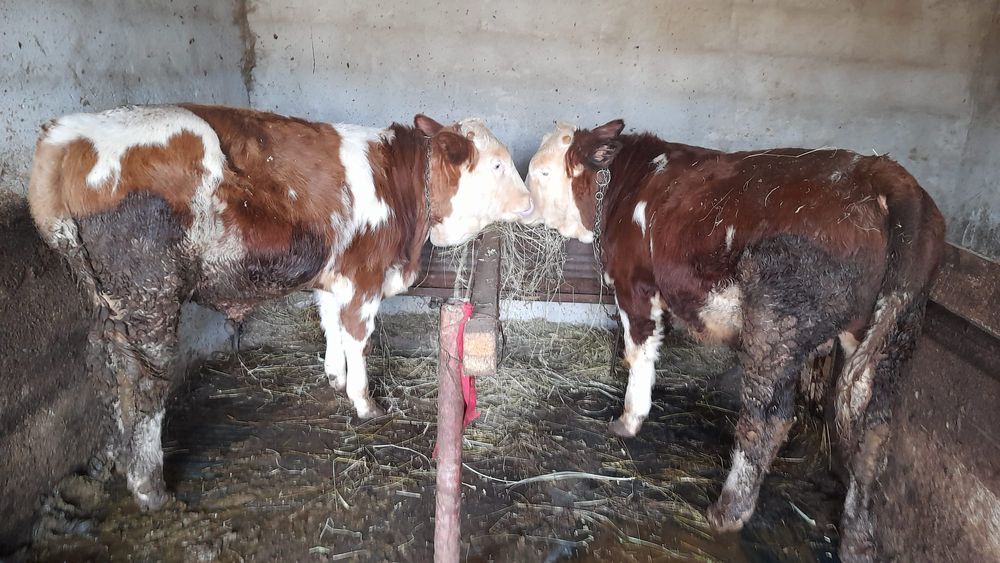 Tăurași de vânzare