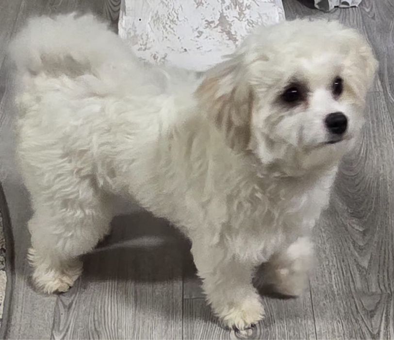 Bichon Maltez 9 luni