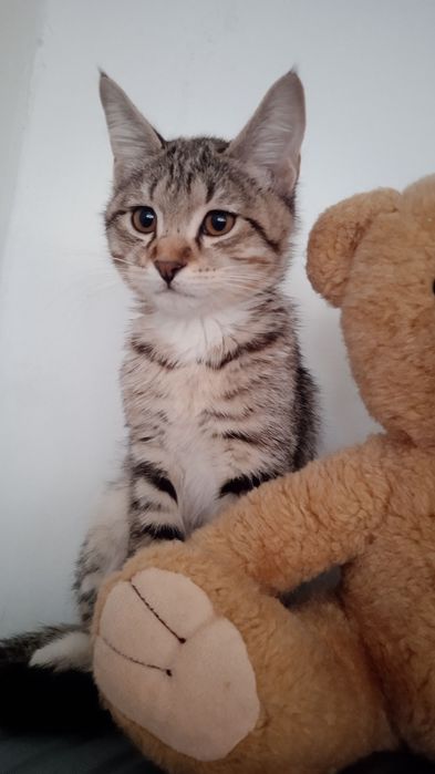 Мушукчалар сотилади.