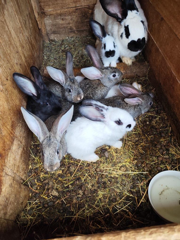 Продавам зайци и заешко месо.