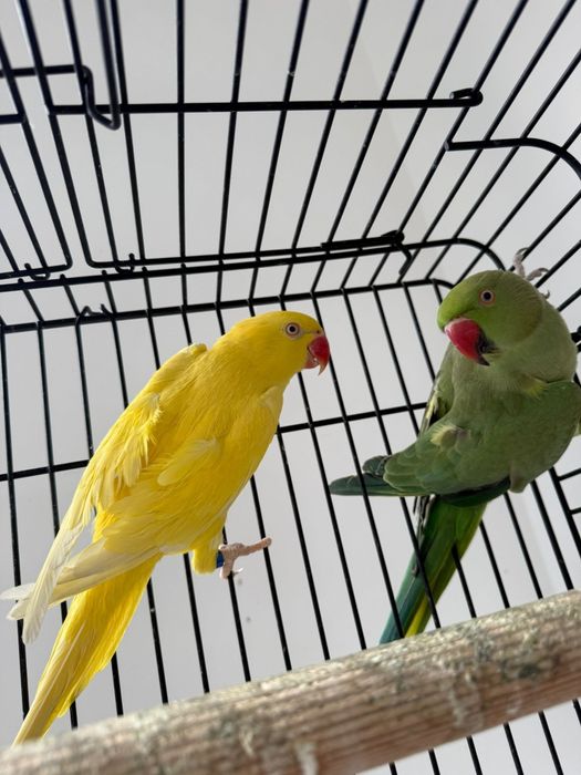 Продавам два папагала с клетка 

Продавам два красиви папагала