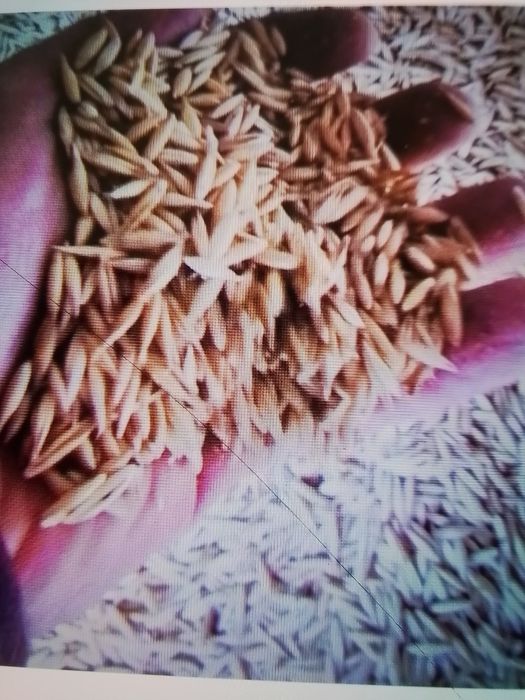 Vând ovăz, calitate bună!Lehliu jud Călărași