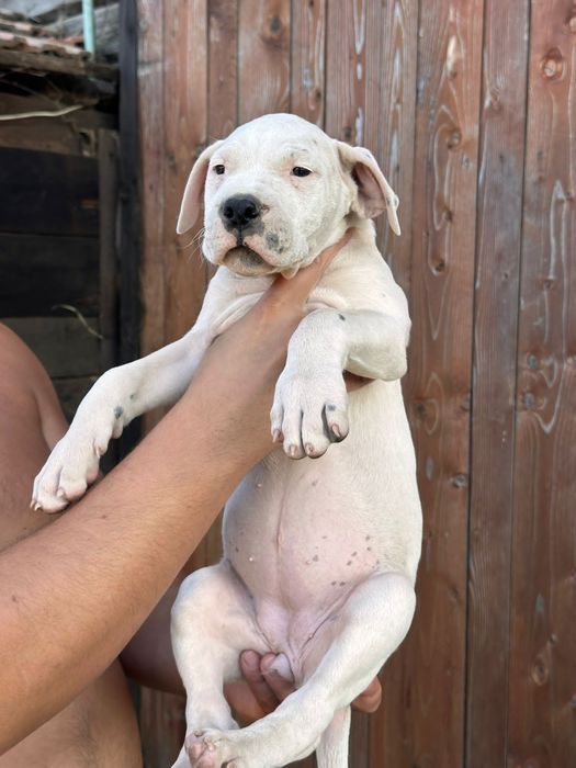 Pui Dogo Argentino femelă – sănătoasă și bine îngrijită