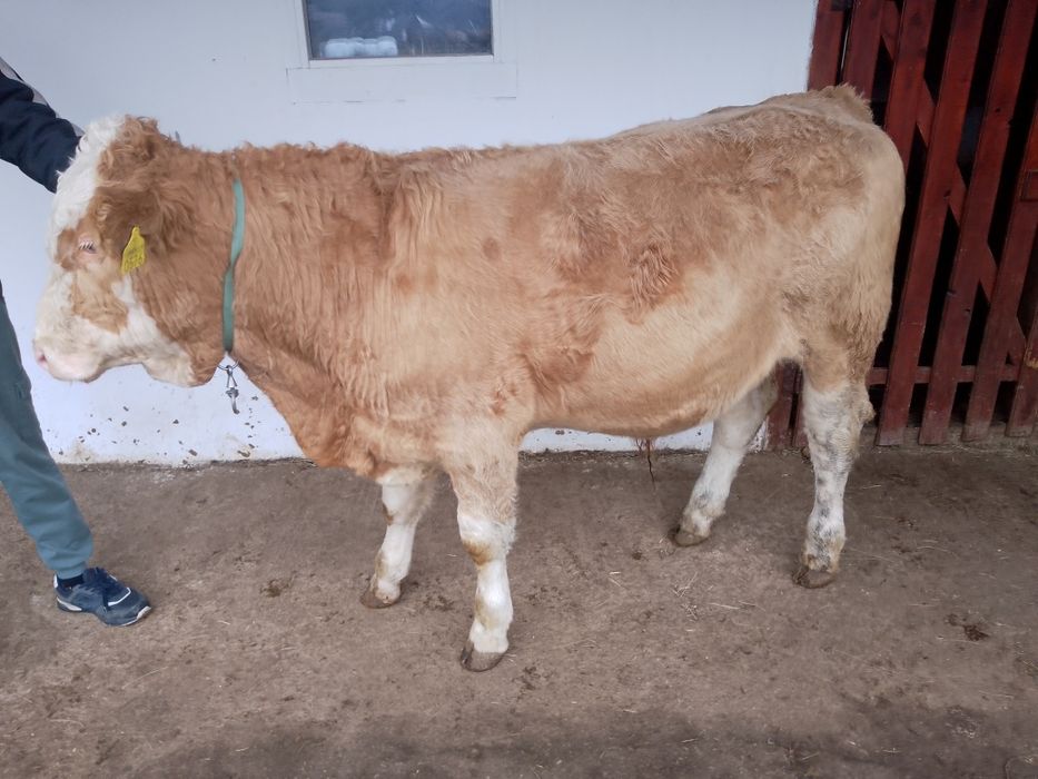 Tăuraș BR linie de carne