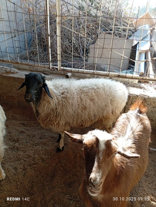 Ок кора кулок бугоз куй тезда сотилади шошилинг!семиз  чиройли йош