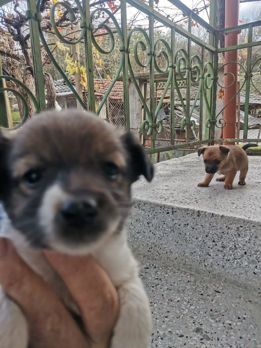 Подарявам кученца