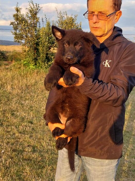 vand pui  Ciobanesc German