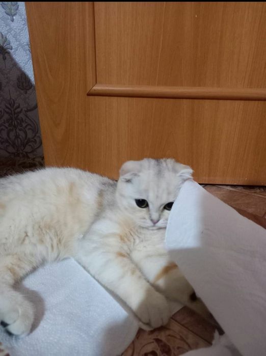 Кошка шотландская