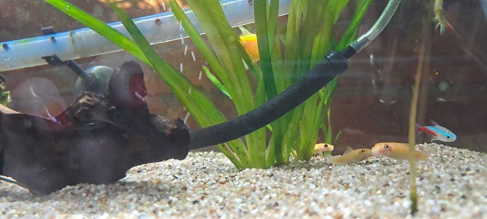 Vand acvariu 60l, complet (&accesorii)