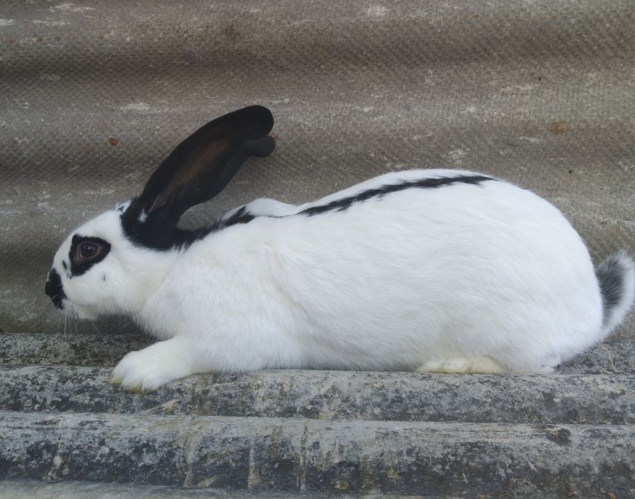 Vând mascul fluture german 8 luni bun pentru monta