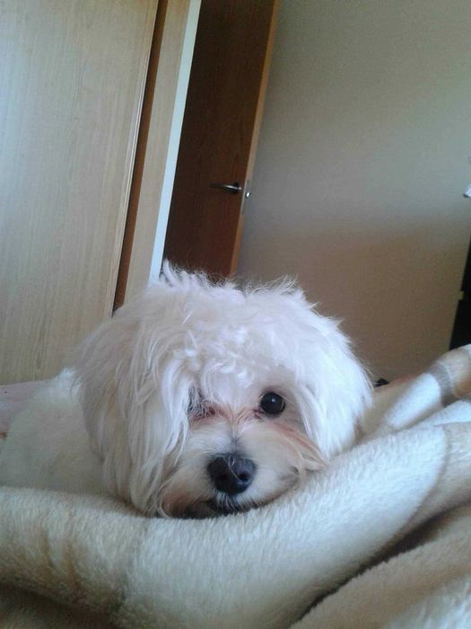 Ofer gratis un bichón maltés