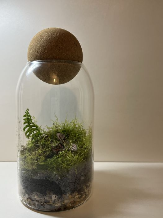 Флорариум с фиттонией