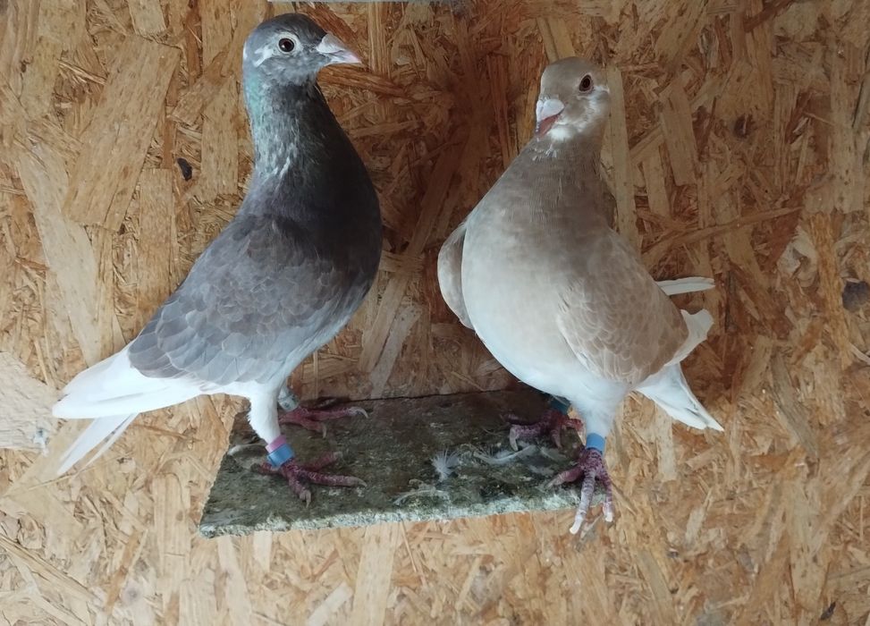 Vând porumbei voiajori