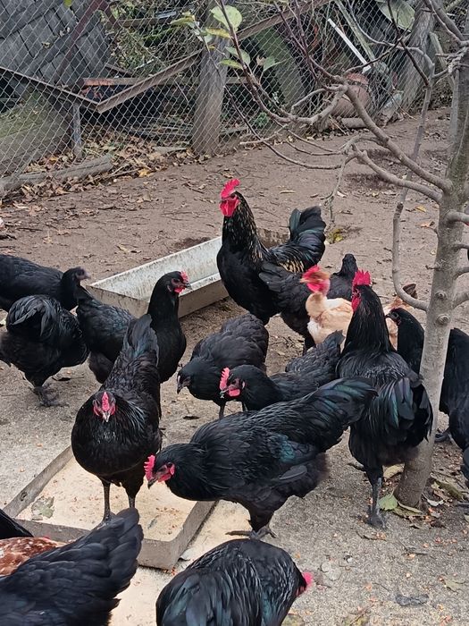 Vând Cocoși Australorp