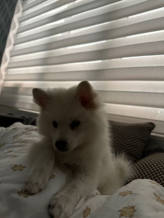 Pomerian Spitz Mini