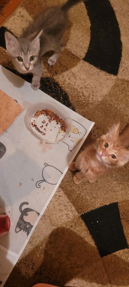 Отдам две котёнок
