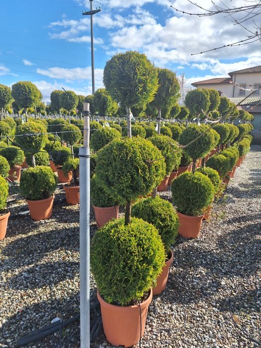 Plante ornamentale pentru gradina magnolia