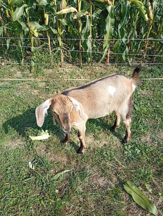 Vînd 1 ieduă ANGLO NUBIANĂ