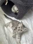 Pui British Shorthair