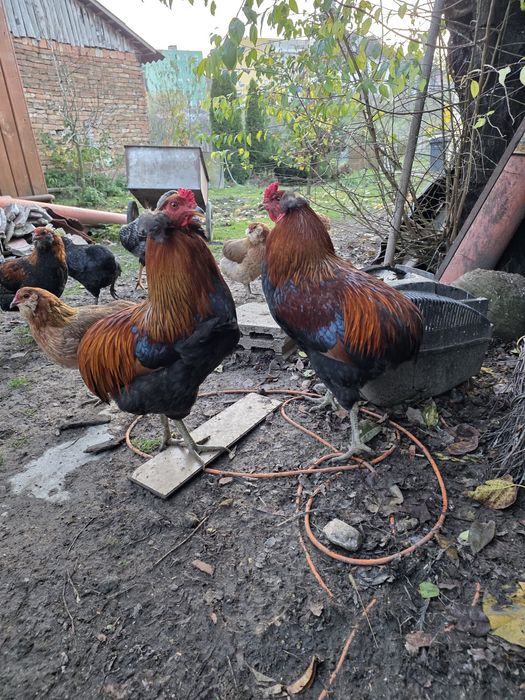 Cocoș araucana tineret