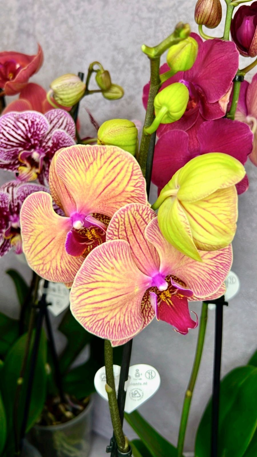 Красивые орхидеи 60-65см