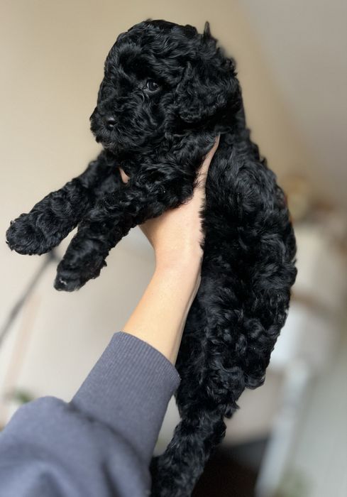 Пудел мини / Poodle
