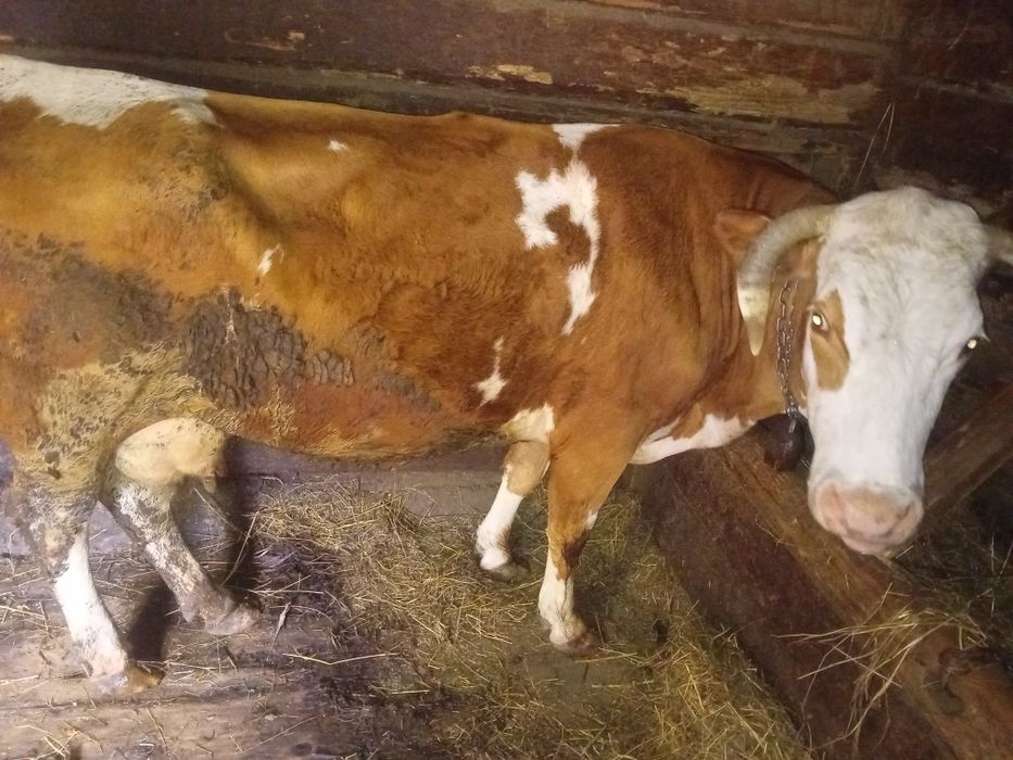 Vacă de vânzare,mai multe detalii in privat!