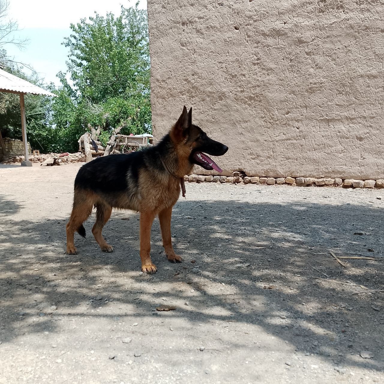 Nemis avchalka kuchuk