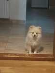 Pui de pomeranian iubitori